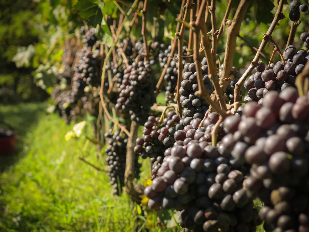 Il Molinaccio Di Montepulciano Villa Exteriör bild
